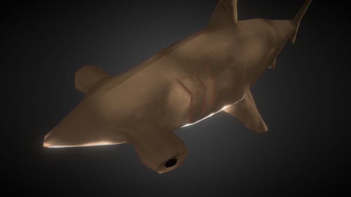 Tiburón Martillo 3D Model