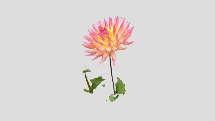 Bicolor Dahlia 3D Model