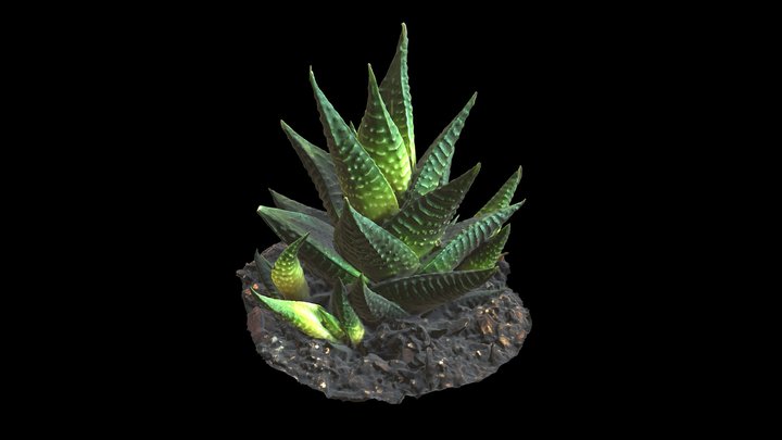 Succulent 3D Model
