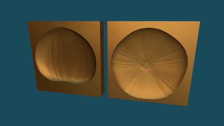 Zee Egel Mal 3D Model
