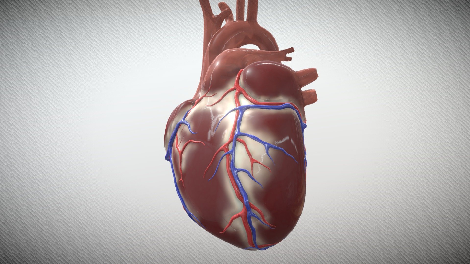 Heart - Buy Royalty Free 3D model by bioilustra [6b867dc] - Sketchfab Store