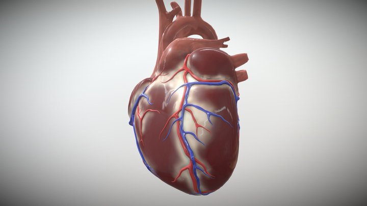 Heart 3D Model