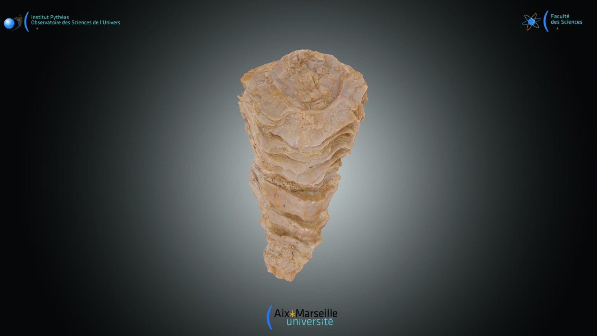 Bivalve - Radiolites peroni