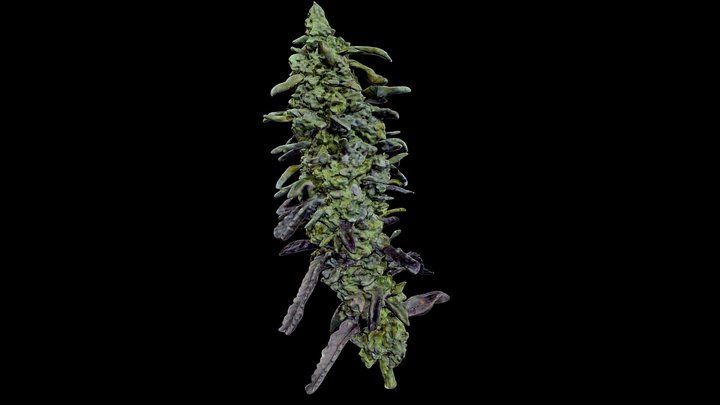 Fresh cannabis 3D Model