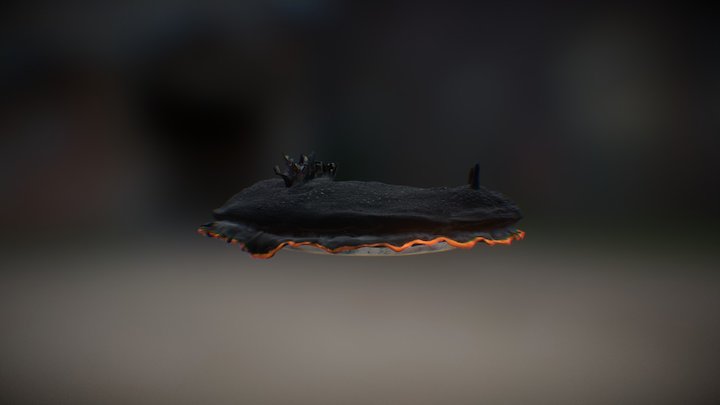 25%dendro 3D Model
