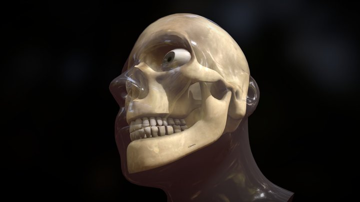 xRay Male Face with Skull 3D Model