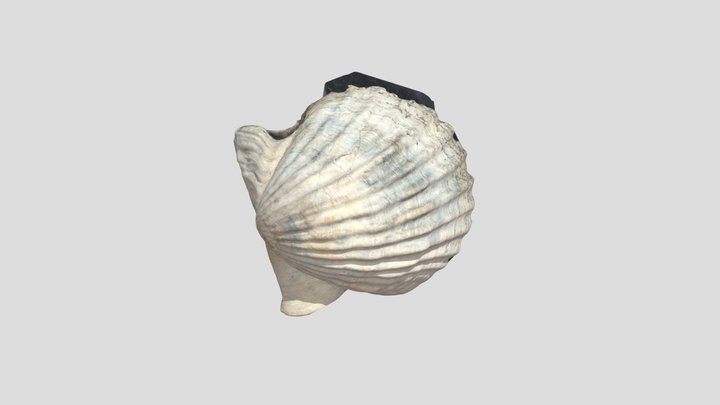 タカハシホタテ 3D Model