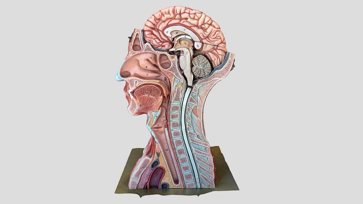 Half Head and Shoulder Model 3D Model