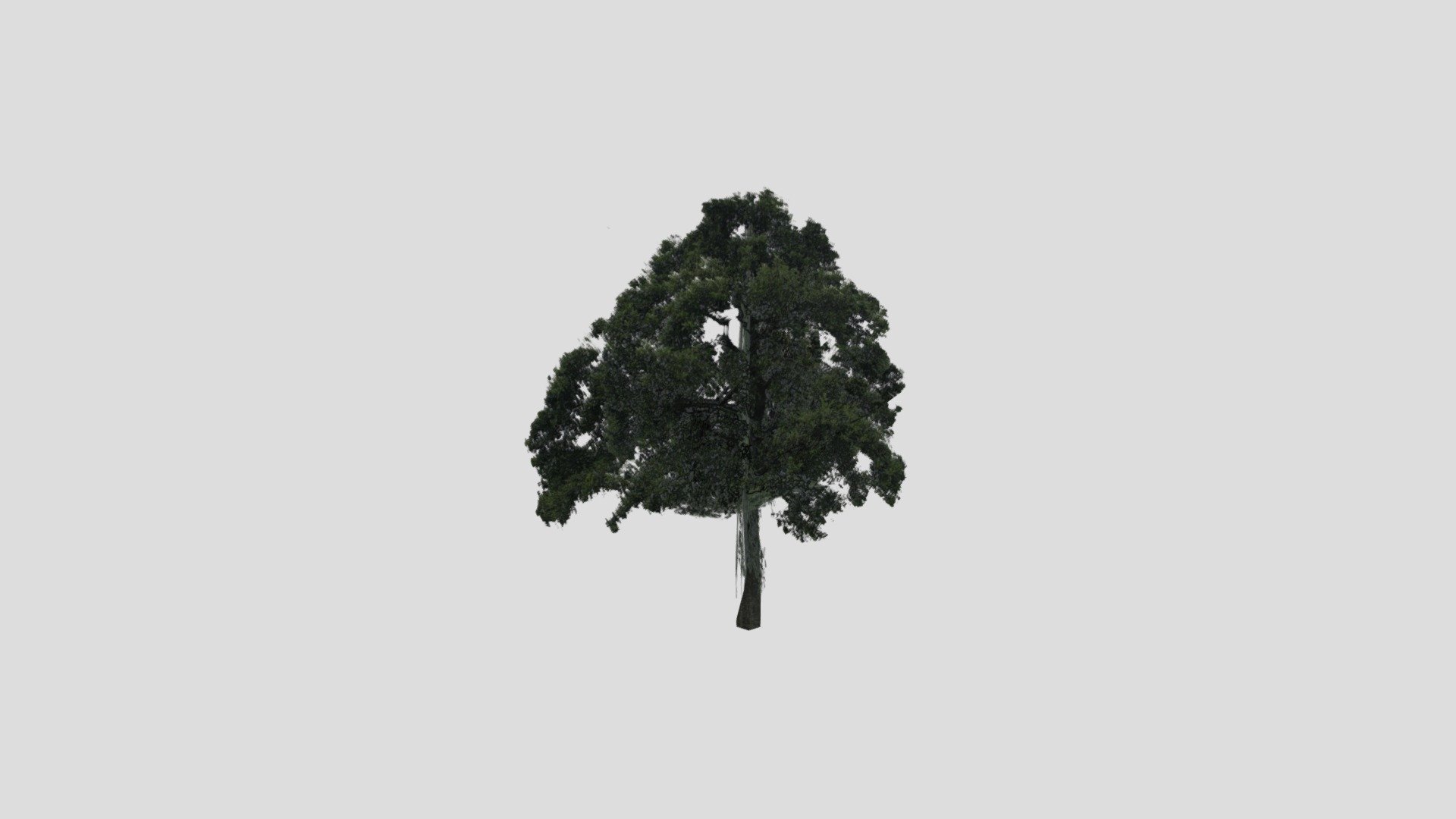 drzewo_bs_