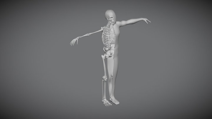 3D Human Skeleton 3D Model