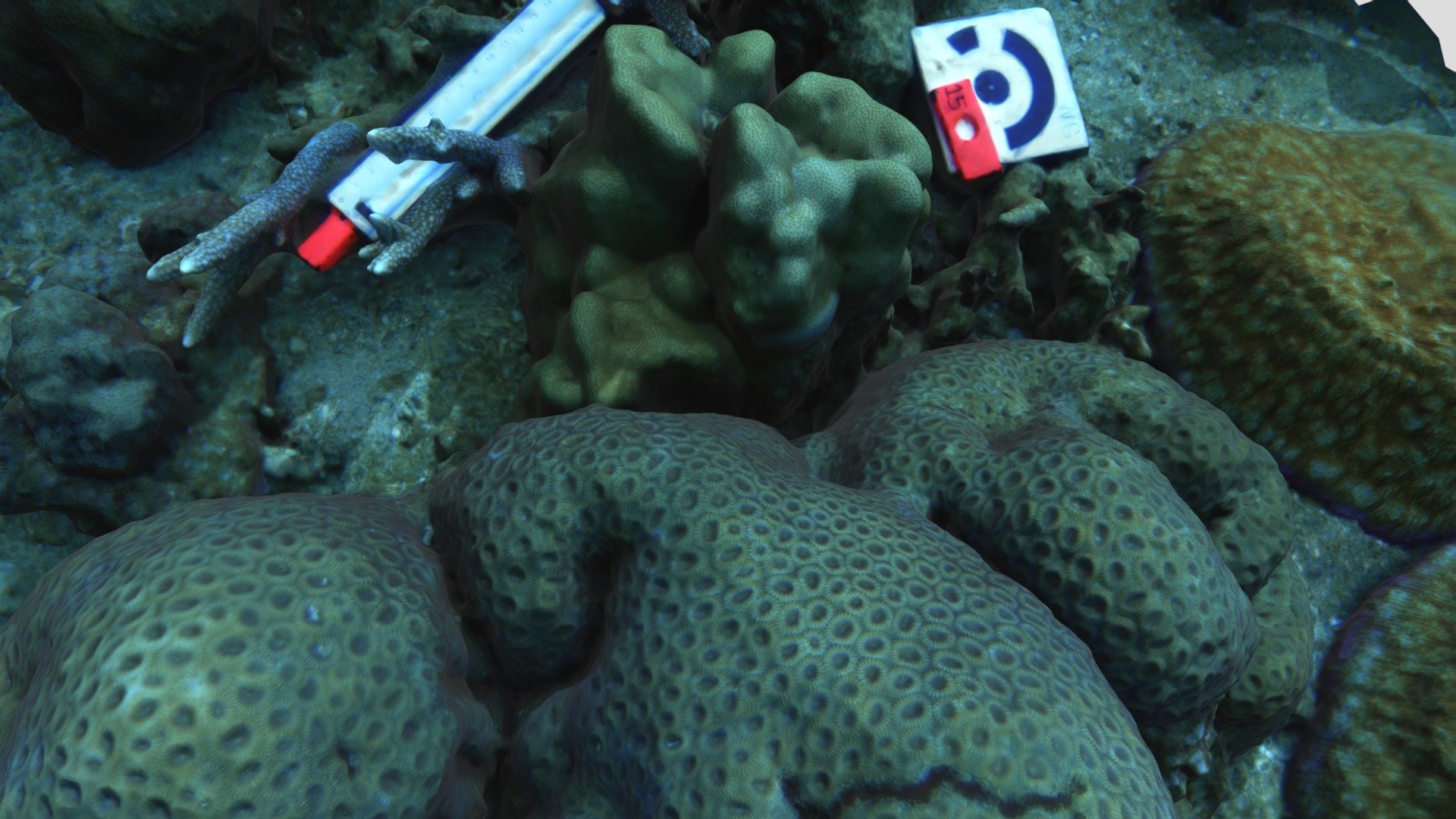 Porites lutea