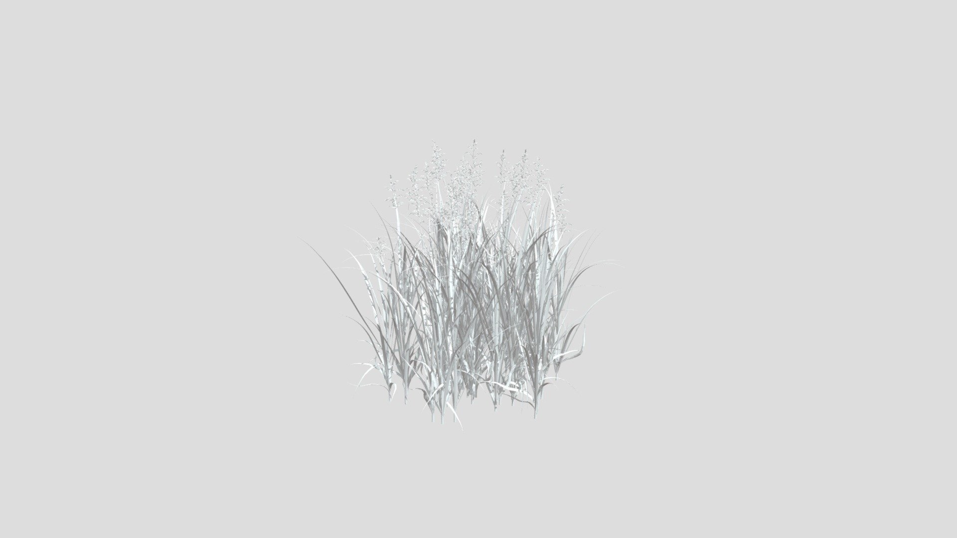 Grass Zizania caduciflora N210415