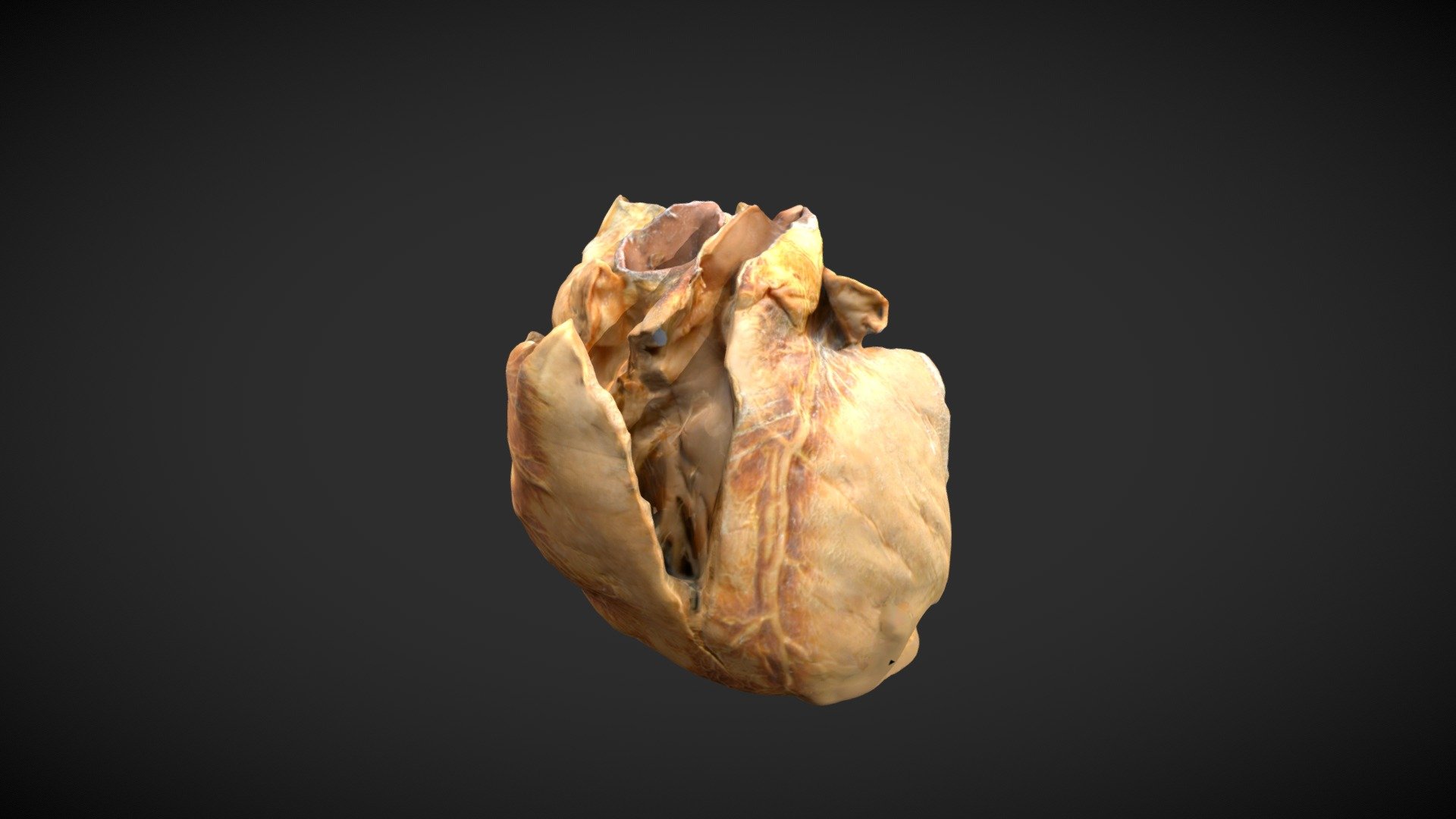 Corazon Plastinado - 3d Model By Paulaei [6b9b75b] - Sketchfab