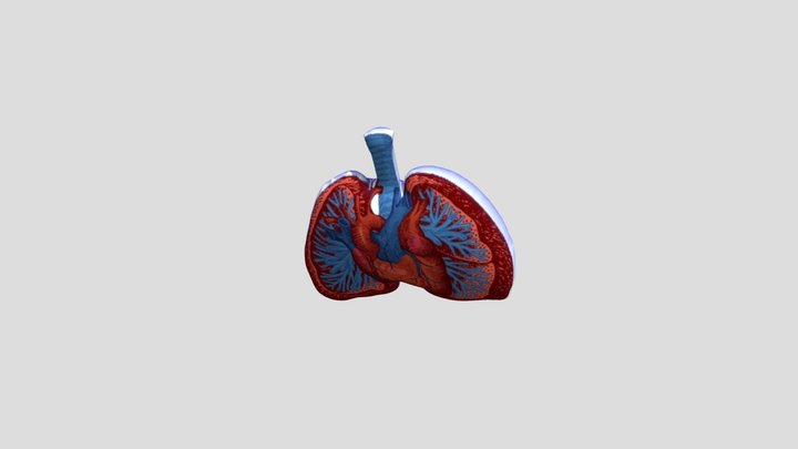 PARU PARU 3D Model