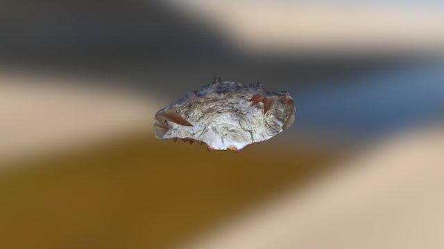 Oyster shell 3D Model