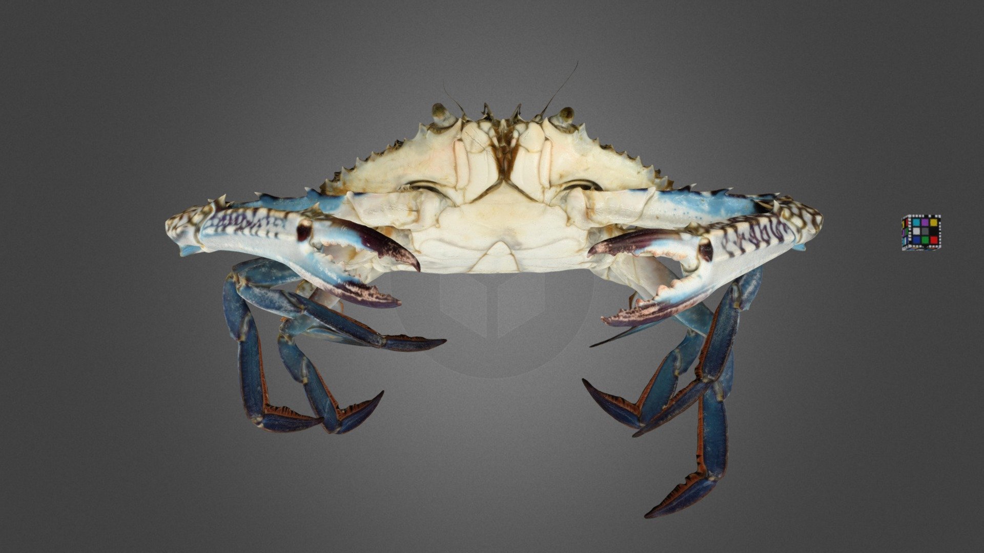 タイワンガザミ ♂ Blue Manna Crab, Portunus pelagicus