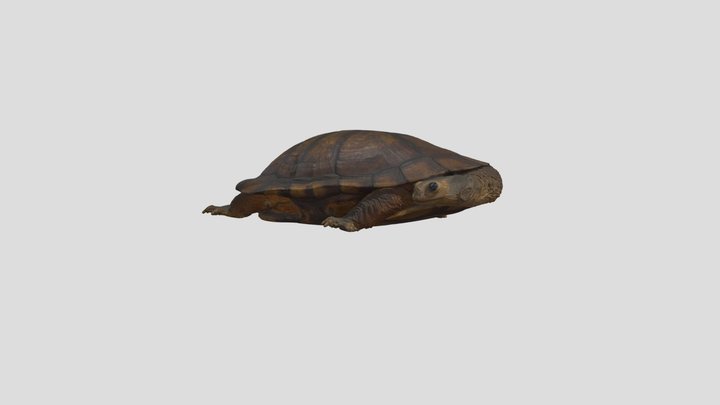 Turtle Specimen 3D Model