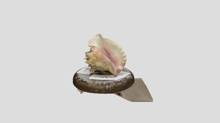 Conk Shell reality scan