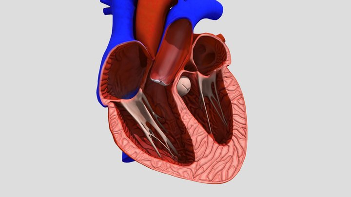 Bagian-Bagian Jantung dan Fungsinya 3D Model
