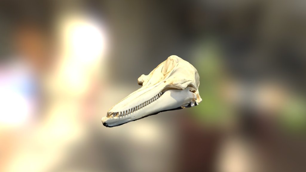 Bottle-nose dolphin