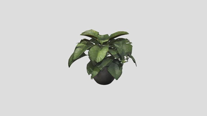potted PLANT 3D Model