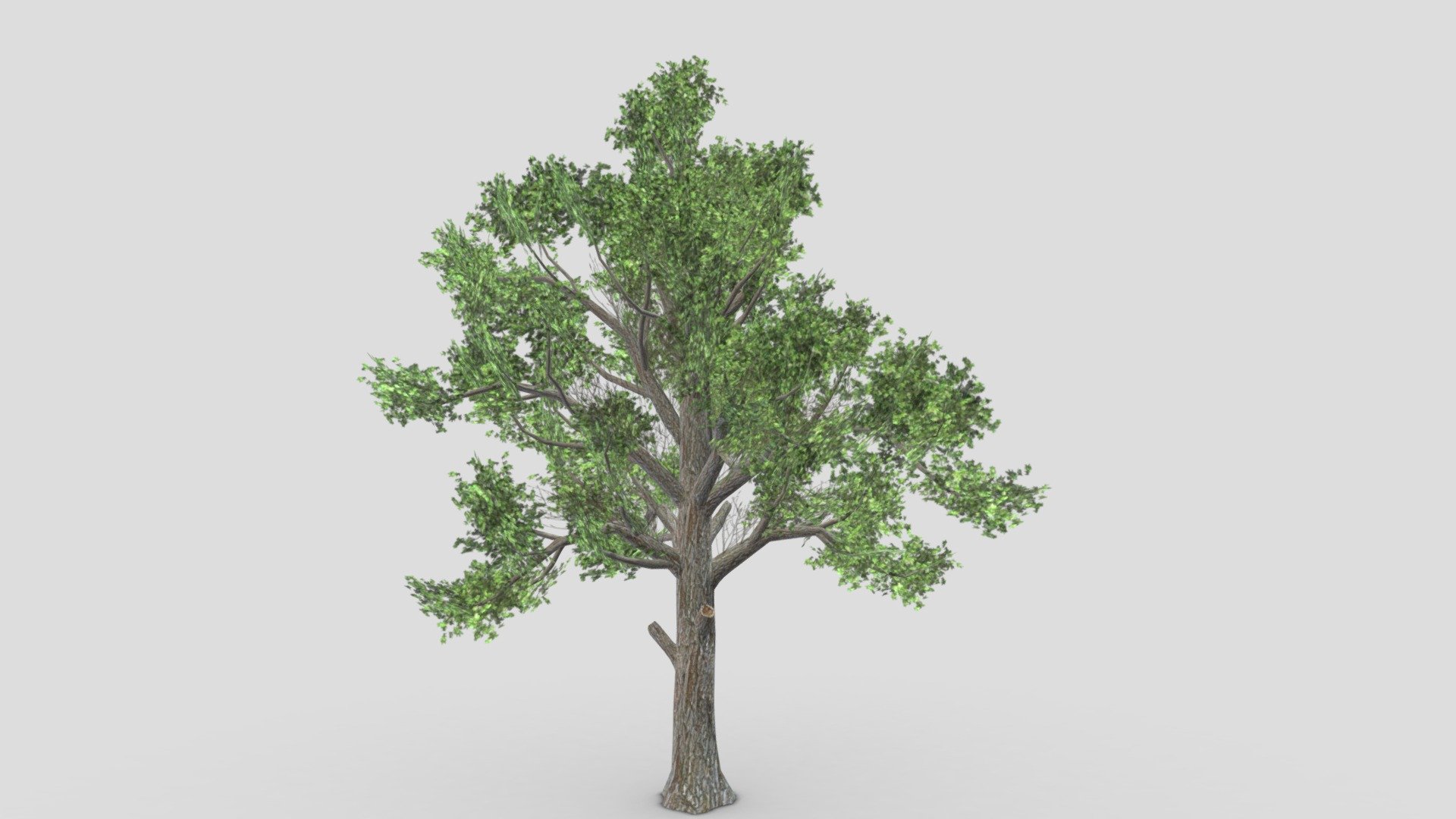 Sugar Maple Tree- 01 - Buy Royalty Free 3D model by ASMA3D [6babe9a ...