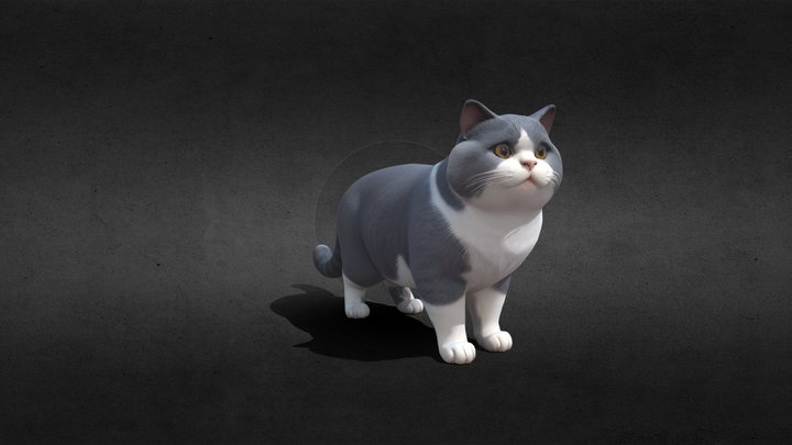 Cat (British Shorthair Blue and White)