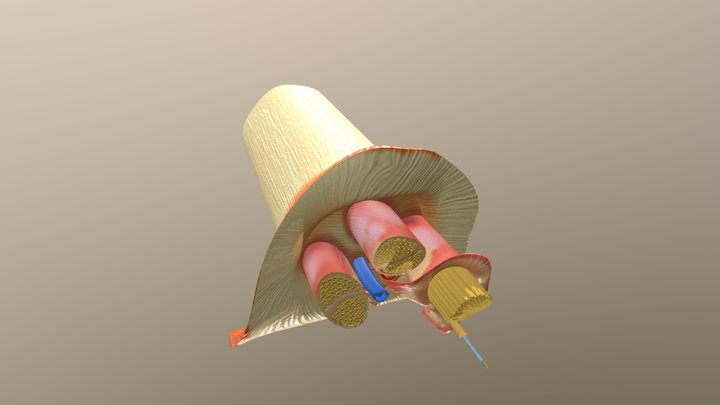 Nerve Anatomy 3D Model