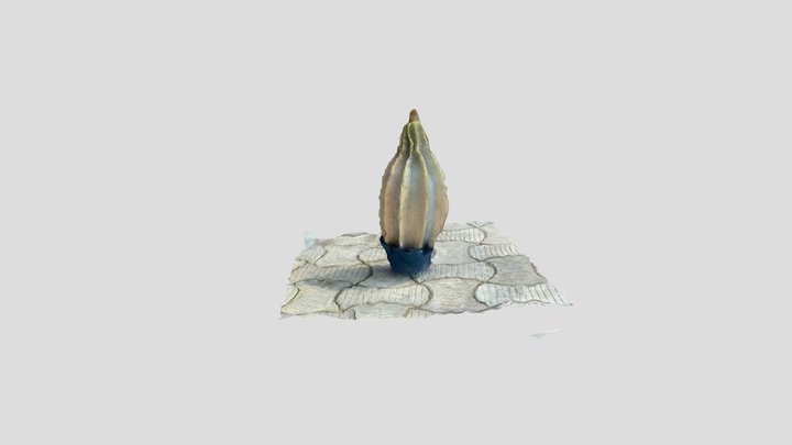 Ugu Plant 3D Model