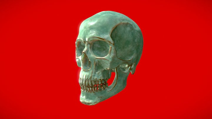 skull 3D Model