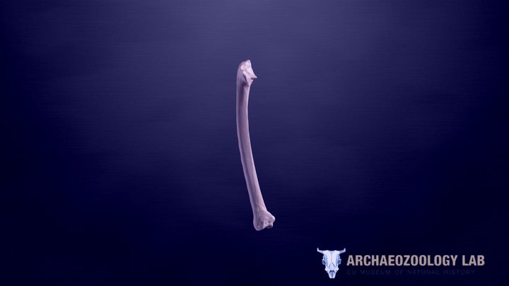 CUMNH Archaeozoology Collections - Turkey Ulna 3D Model