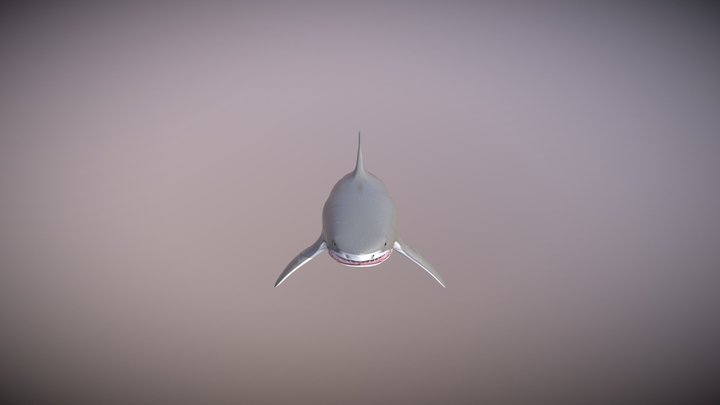 Shark 3D Model