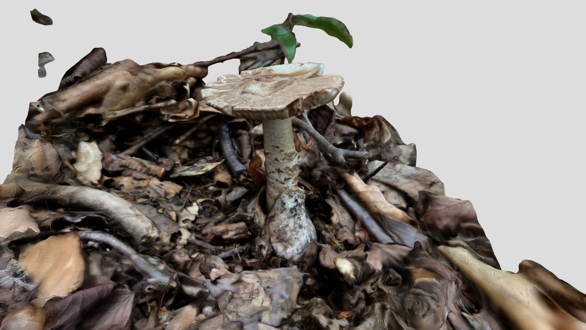 Amanita volvata （フクロツルタケ）
