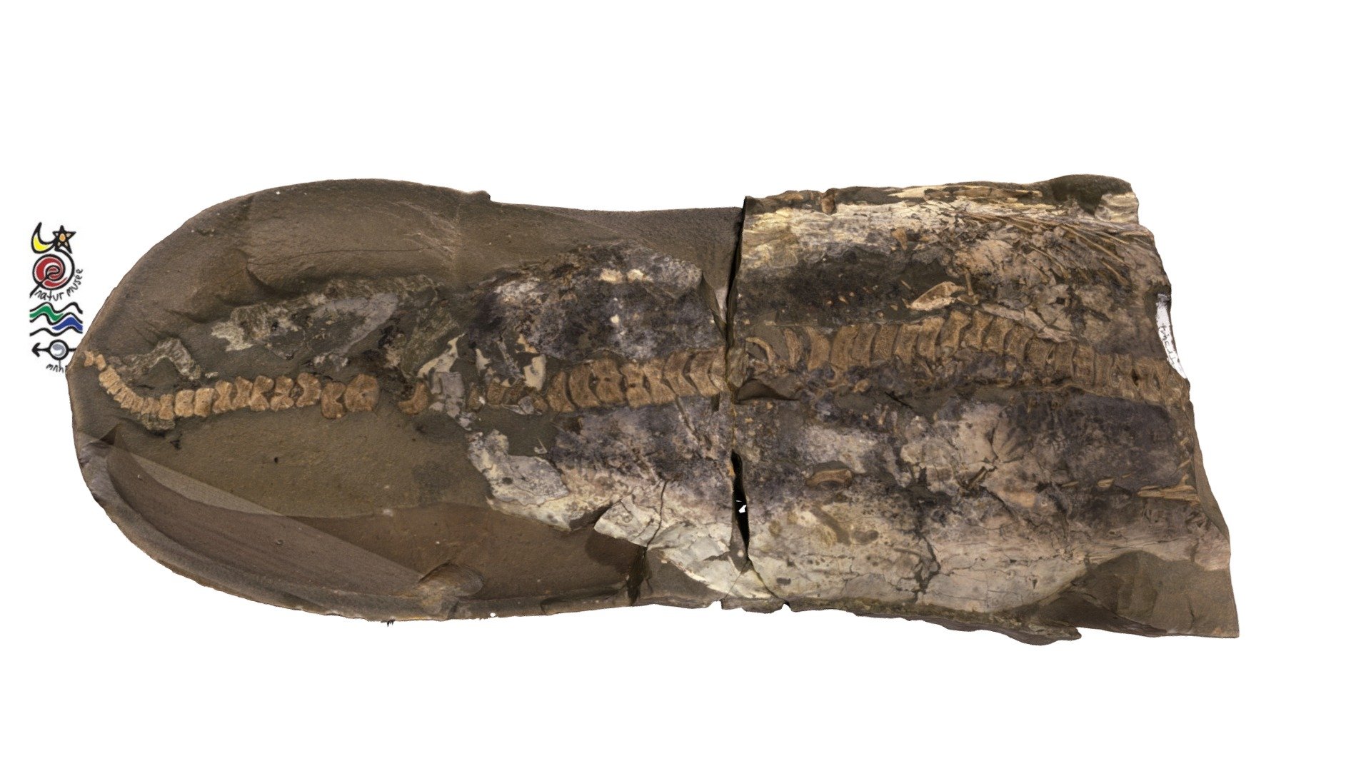 Ichthyosaur bones TV344a