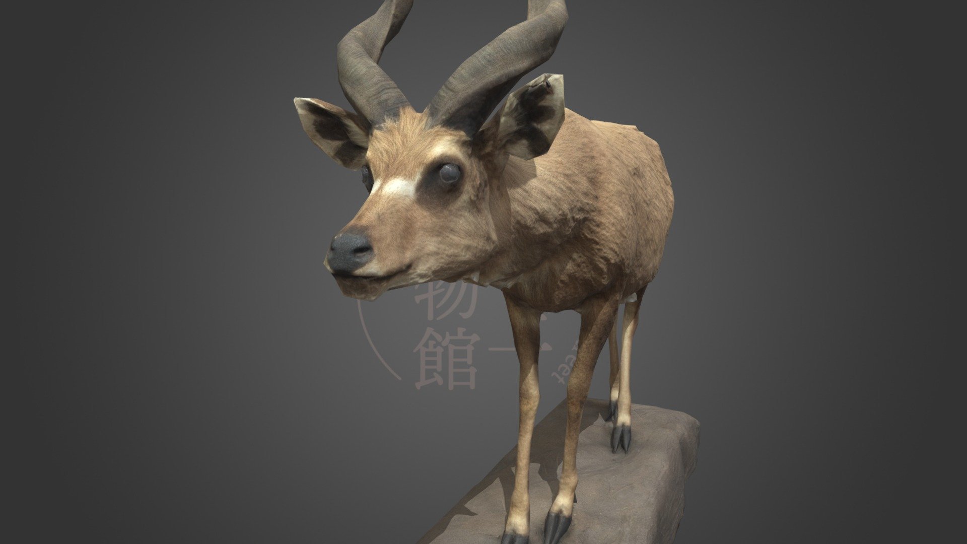 NSMT-M32018 Sitatunga シタツンガ Taxidermy