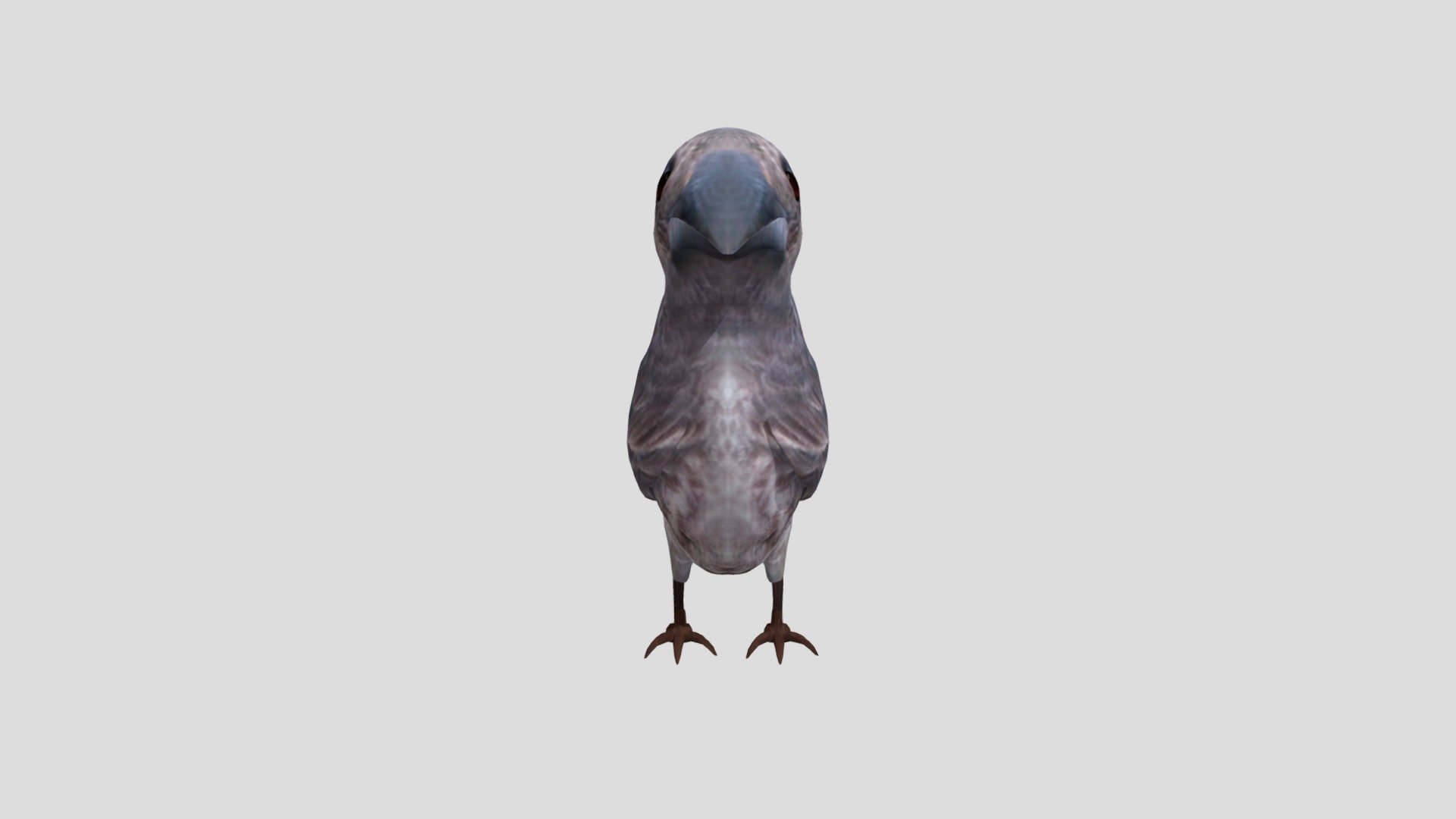 Pajaro2