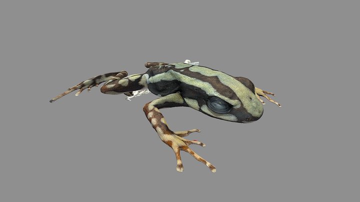 Epipedobates tricolor QCAZA79724 3D Model