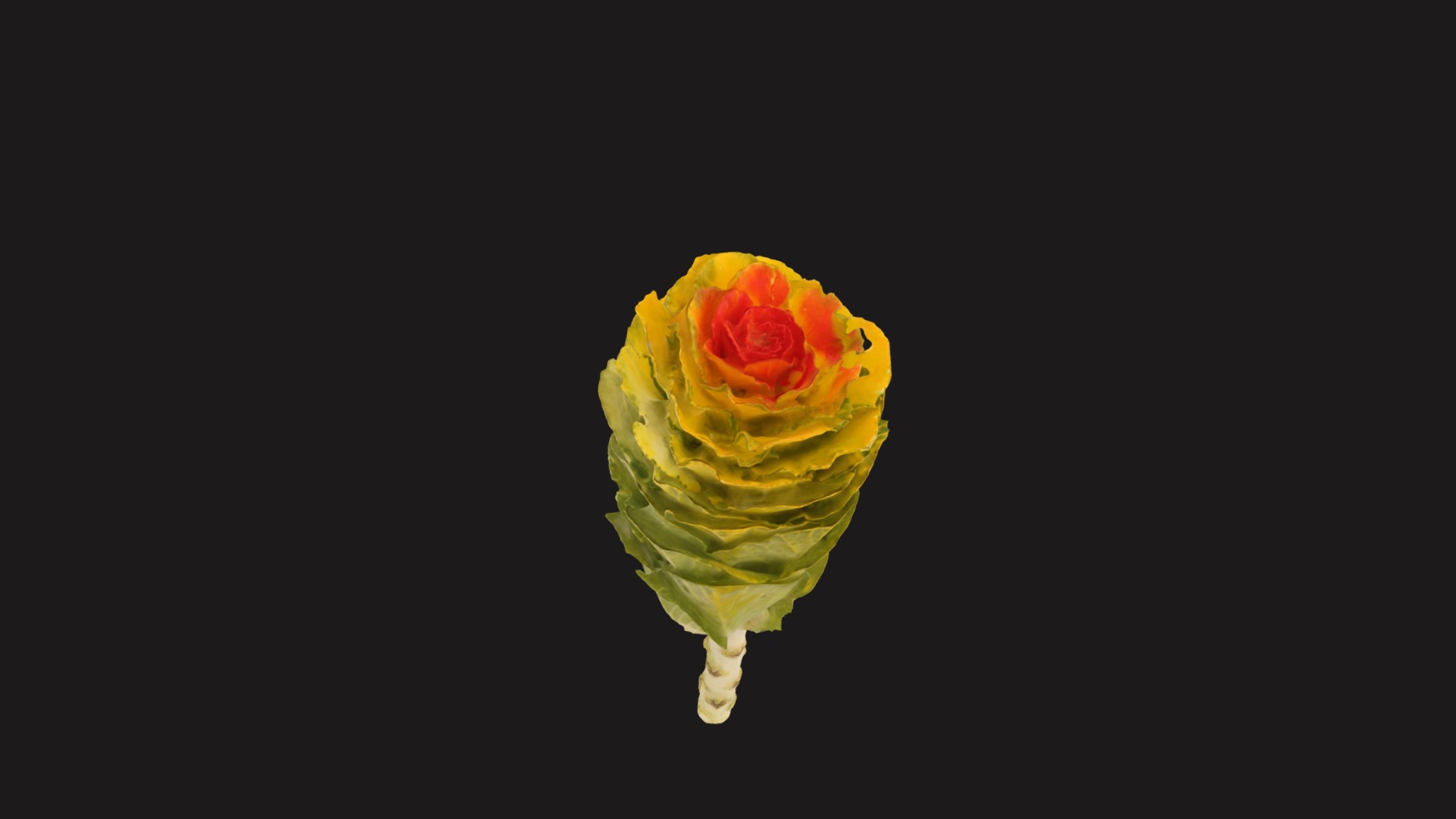 3D model Fw17 – Yellow Red Flower - This is a 3D model of the Fw17 - Yellow Red Flower. The 3D model is about a yellow rose with a black background.