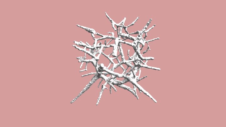 Archeoentactinia incaensis radiolarian 3D Model