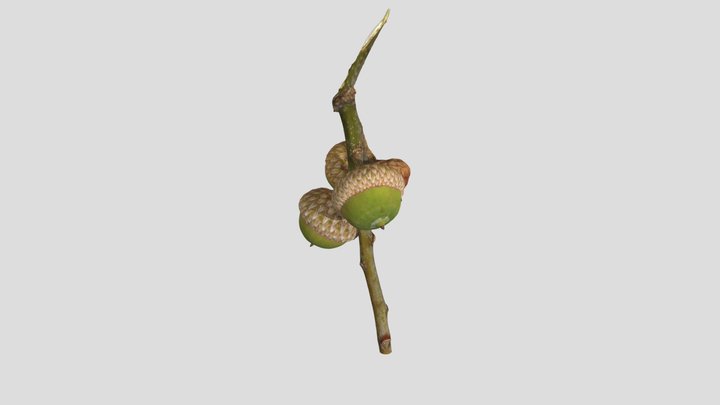 Acorns-Photogrammetry-Test 3D Model