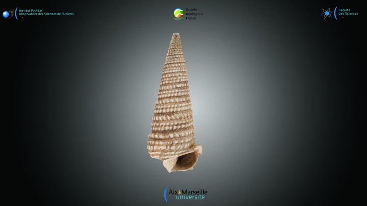 Gastéropode - Potamides sp. 3D Model