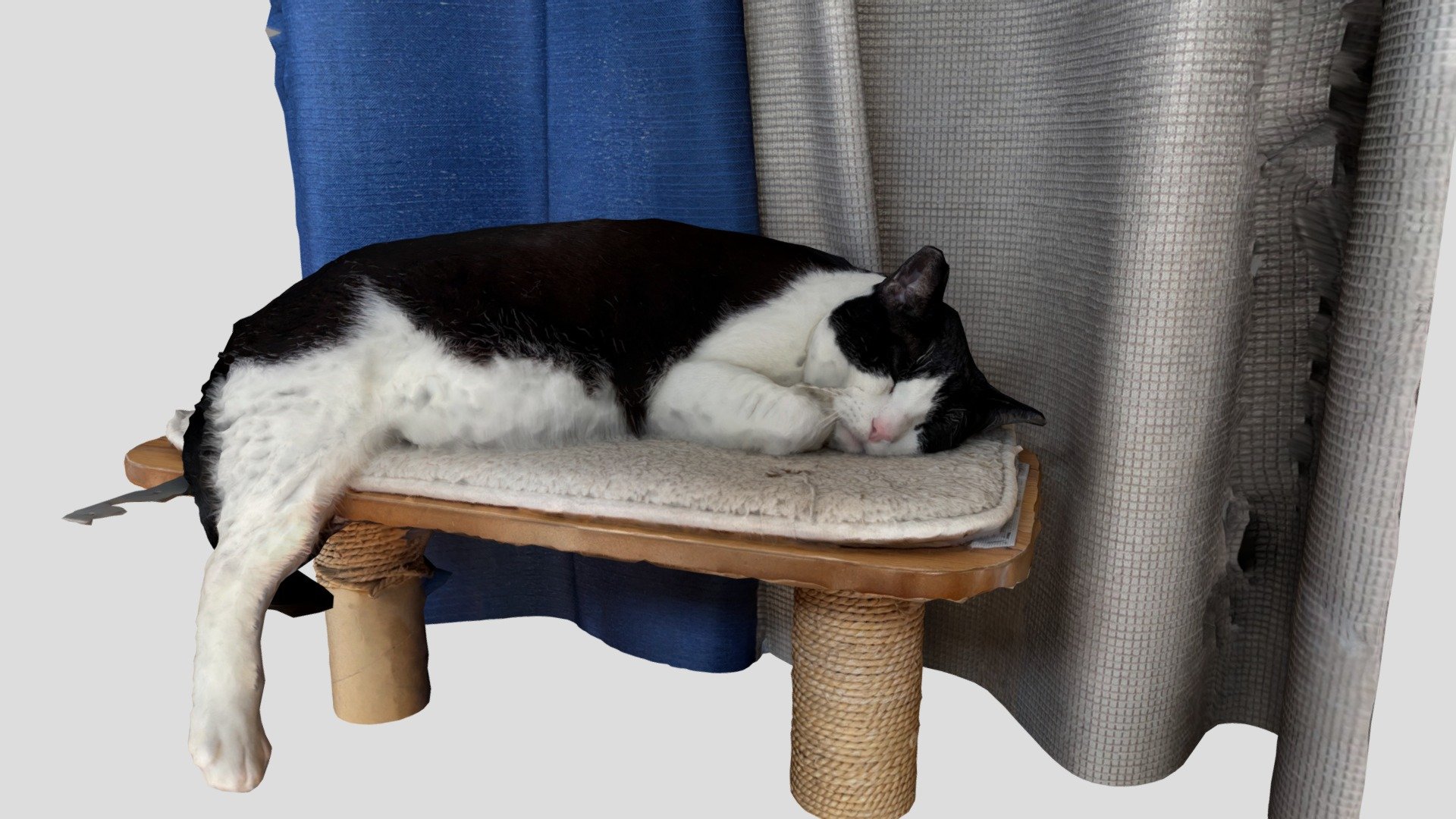 Washburn the Cat