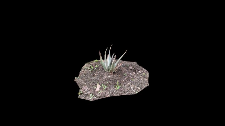 Aloe Vera 03 (raw photogrammetry scan) 3D Model