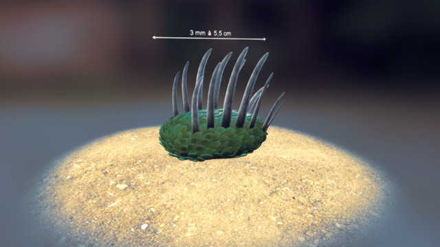 Faune de Burgess (-528 à -510 Ma) : Wiwaxia 3D Model