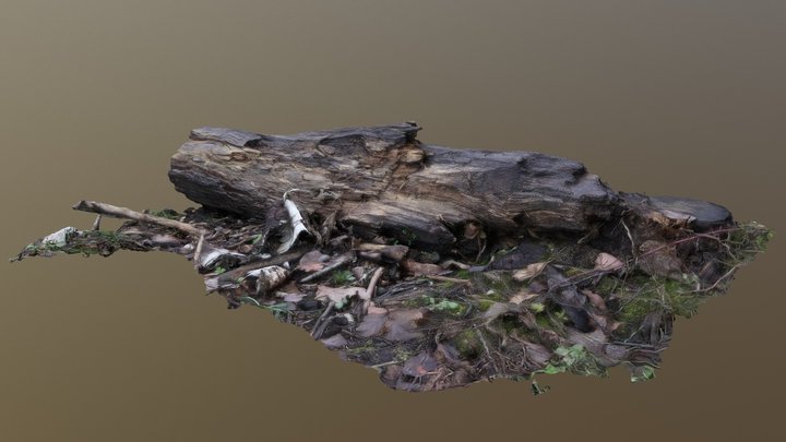 Rotten Bough/Zmurszały Konar 3D Model