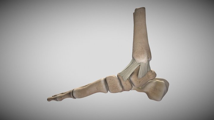 Ankle Anatomy 3D Model