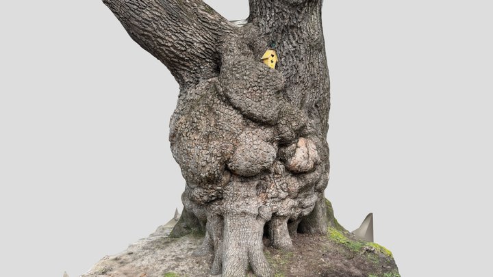 Jericho Beach Tree #1 3D Model