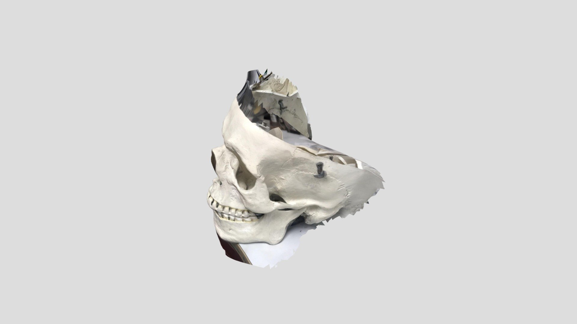 skull