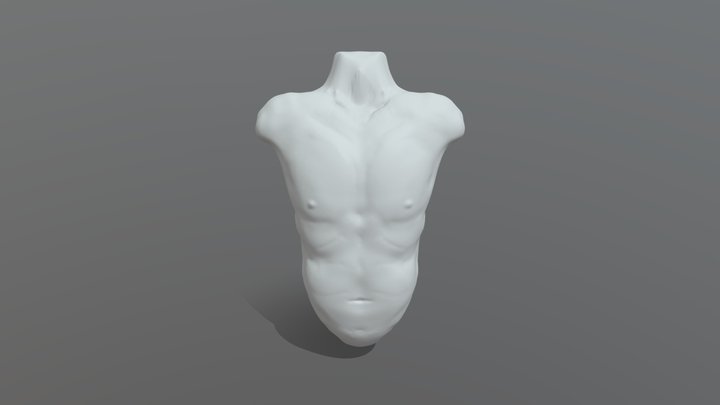 Anatomical Bust Sculpt (Male) 3D Model