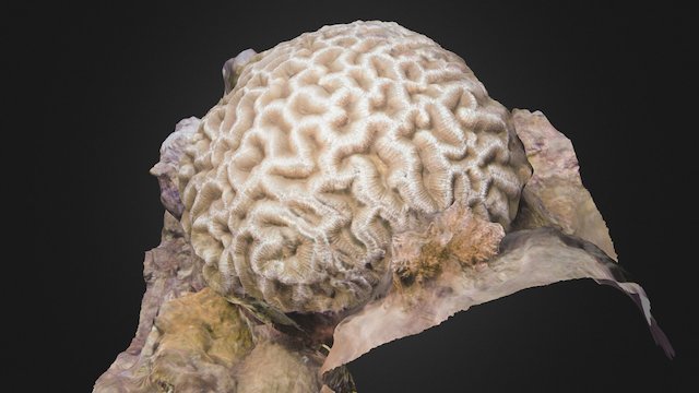 Lobophyllia serratus 3D Model
